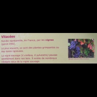 Famille Vitacees ou Vitaceae (txt)